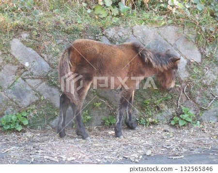 Misaki horses, Japan's only wild horses, graze on the road at Toi Cape, Kushima City, Miyazaki Prefecture. Misaki horses, Japan's only wild horses, graze on the road at Toi Cape, Kushima City, Miyazaki Prefecture. 132565846