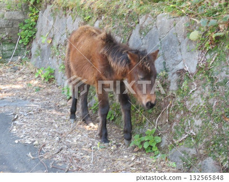 在宮崎縣久島市東井岬，日本唯一的野生馬群－三崎馬在路上吃草。 132565848