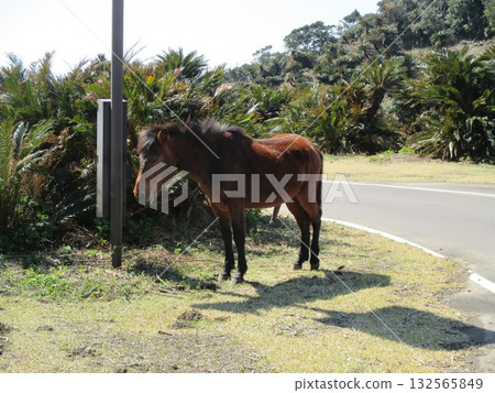 在宮崎縣久島市東井岬,日本唯一的野生馬群-三崎馬在路上吃草。 在宮崎縣久島市東井岬,日本唯一的野生馬群-三崎馬在路上吃草。 132565849