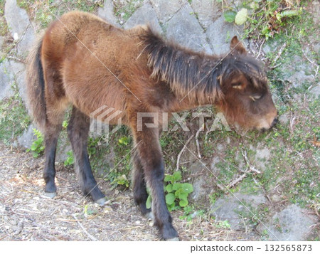 Misaki horses, Japan's only wild horses, graze on the road at Toi Cape, Kushima City, Miyazaki Prefecture. Misaki horses, Japan's only wild horses, graze on the road at Toi Cape, Kushima City, Miyazaki Prefecture. 132565873