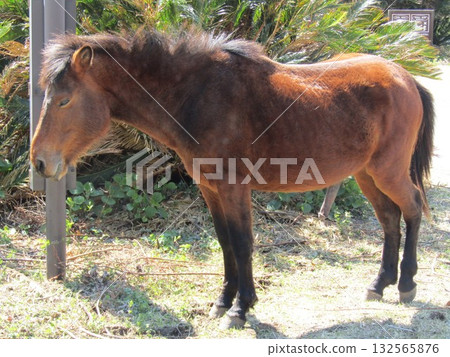 Misaki horses, Japan's only wild horses, graze on the road at Toi Cape, Kushima City, Miyazaki Prefecture. Misaki horses, Japan's only wild horses, graze on the road at Toi Cape, Kushima City, Miyazaki Prefecture. 132565876