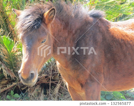 Misaki horses, Japan's only wild horses, graze on the road at Toi Cape, Kushima City, Miyazaki Prefecture. Misaki horses, Japan's only wild horses, graze on the road at Toi Cape, Kushima City, Miyazaki Prefecture. 132565877