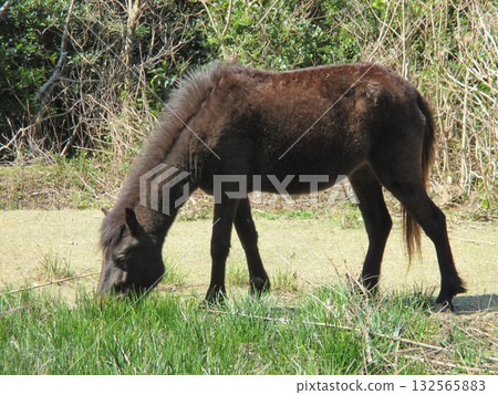 Misaki horses, Japan's only wild horses, graze on the road at Toi Cape, Kushima City, Miyazaki Prefecture. Misaki horses, Japan's only wild horses, graze on the road at Toi Cape, Kushima City, Miyazaki Prefecture. 132565883