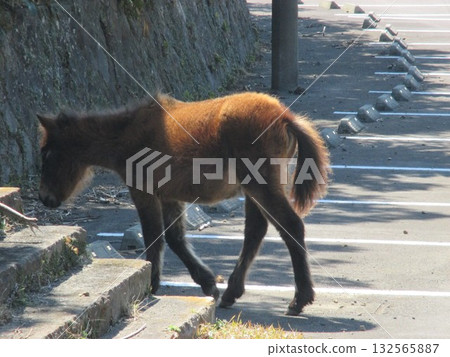 在宮崎縣久島市東井岬，日本唯一的野生馬群－三崎馬在路上吃草。 132565887