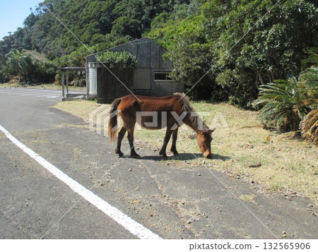 Misaki horses, Japan's only wild horses, graze on the road at Toi Cape, Kushima City, Miyazaki Prefecture. 132565906
