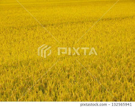 Rice earrings shining golden color Rice earrings shining golden color 132565941