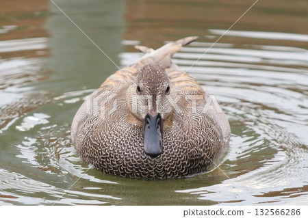 Front view of a male gadwall Front view of a male gadwall 132566286