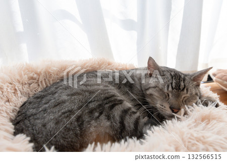 Sabatra cat sleeping by the window Sabatra cat sleeping by the window 132566515