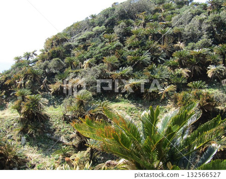 Cape Toi in Kushima City, Miyazaki Prefecture, a natural habitat for cycads, designated as a special natural monument by the national government 132566527