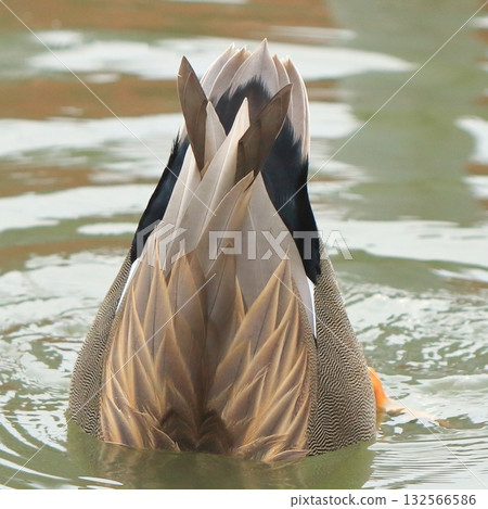 雄性赤頸鴨美麗的羽毛 132566586