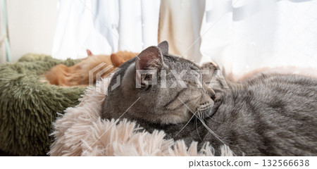 Sabatra cat sleeping by the window 132566638