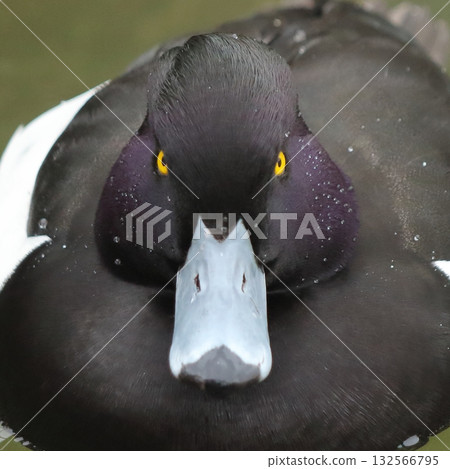 雄性鳳頭潛鴨的臉 雄性鳳頭潛鴨的臉 132566795