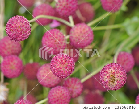 天人菊葡萄感覺花 天人菊葡萄感覺花 132566816