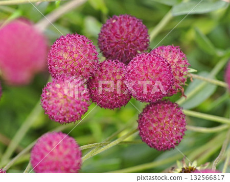 Gaillardia Grape Sensation flower Gaillardia Grape Sensation flower 132566817