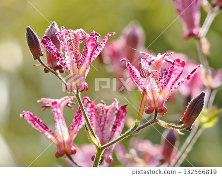 Taiwan Hototogisu Flower Taiwan Hototogisu Flower 132566819