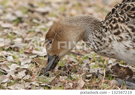 A female Northern Pintail searching for food A female Northern Pintail searching for food 132567219