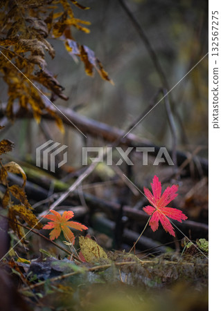 Red autumn leaves in dark forest background Red autumn leaves in dark forest background 132567275