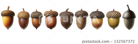 Neatly arranged acorns of all colors, created with AI, PNG Neatly arranged acorns of all colors, created with AI, PNG 132567372