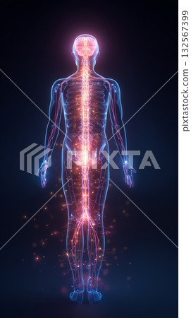 【自主神經系統】遍佈全身的神經迴路與大腦活化3D模型 132567399