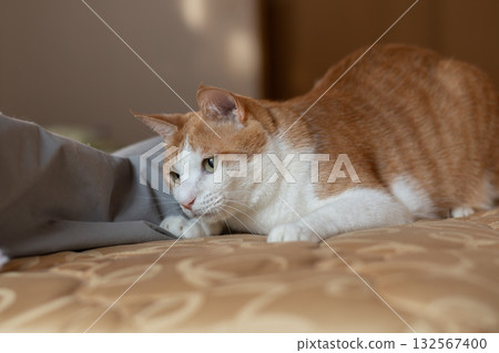 一隻好奇地盯著的貓——棕色虎斑和白色 一隻好奇地盯著的貓——棕色虎斑和白色 132567400