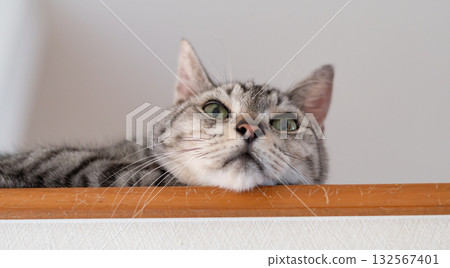 Cute cat relaxing in a high place - Tabby cat 132567401