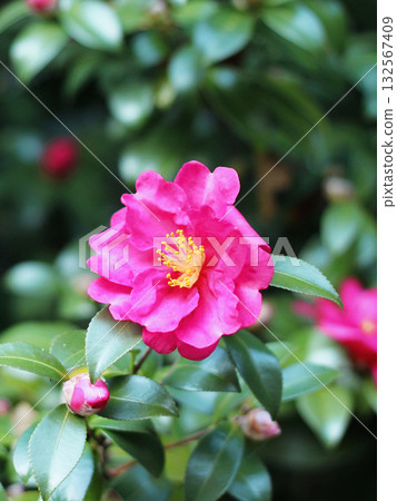 明亮的粉紅色山茶花 明亮的粉紅色山茶花 132567409
