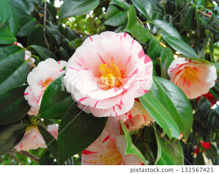 Mottled camellia 132567421