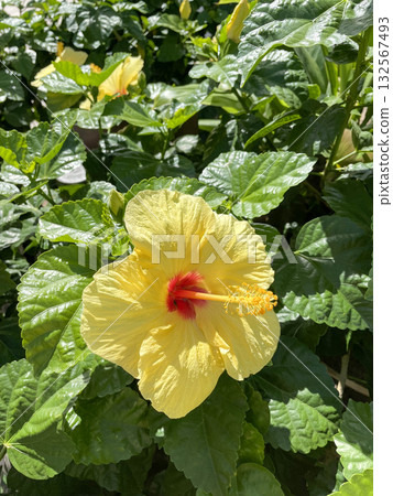 Yellow hibiscus flowers illuminated by the tropical sun Yellow hibiscus flowers illuminated by the tropical sun 132567493