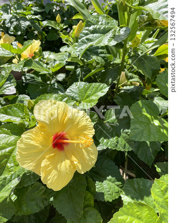 Yellow hibiscus flowers illuminated by the tropical sun 132567494