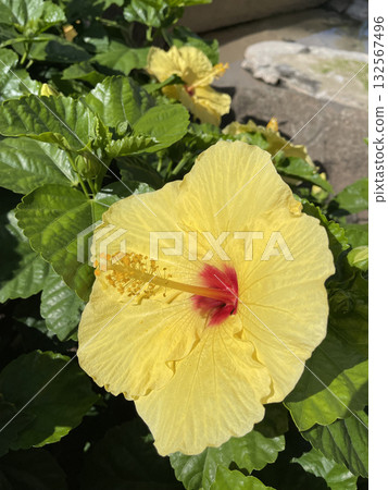 熱帶陽光照耀下，金燦燦的木槿花競相綻放 132567496