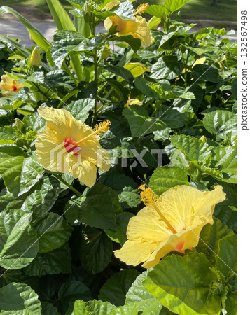 熱帶陽光照耀下，金燦燦的木槿花競相綻放 132567498