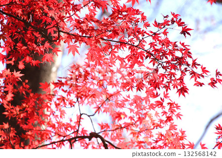 秋天的樹葉 132568142