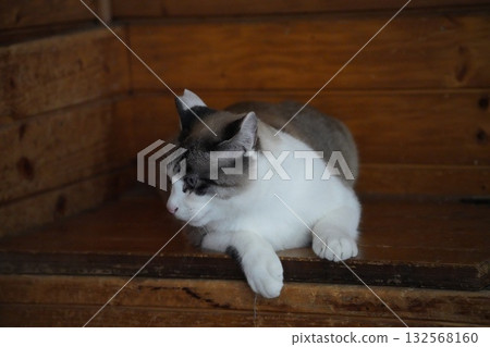 Blue-eyed Sakura Cat Blue-eyed Sakura Cat 132568160