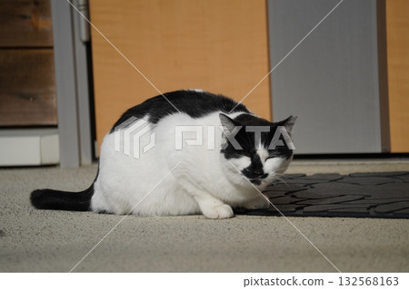Sakuraneko waiting at the entrance 132568163