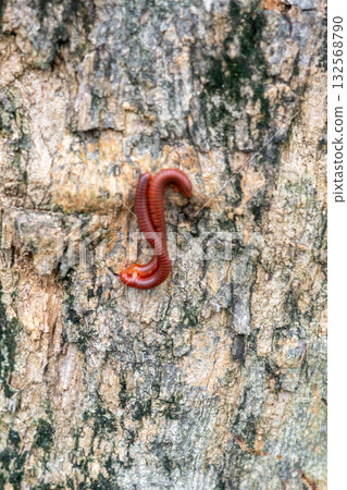 Millipede Crawling on Tree Bark 132568790