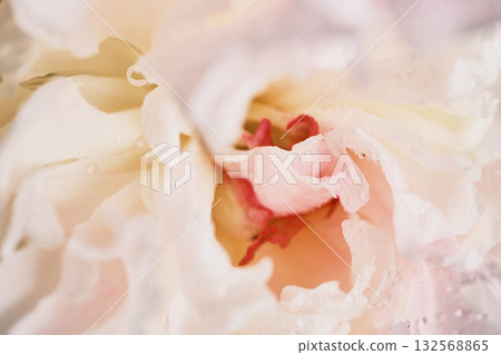 Close-up of pink and white peony petals with dew drops 132568865