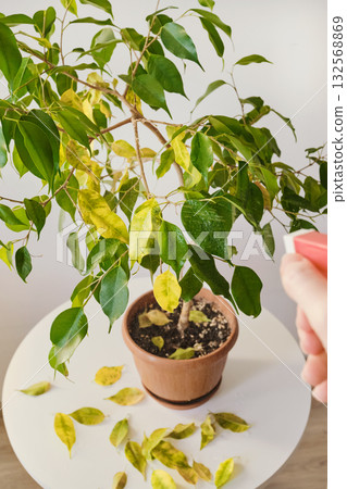 Sick houseplant concept. Hand watering indoor ficus tree with spray bottle 132568869