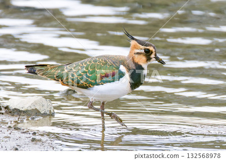 A young lapwing walking along the river 132568978