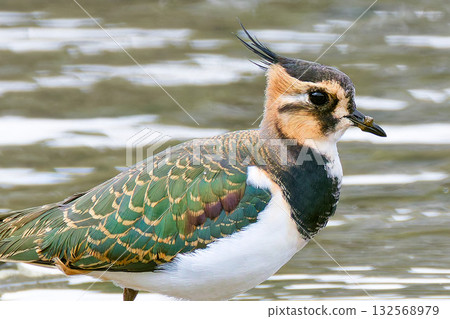 幼年北方鳳頭麥雞，特寫 132568979