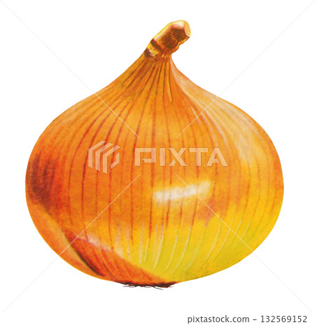 Illustration of onion 132569152