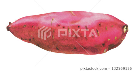 Sweet potato illustration Sweet potato illustration 132569156