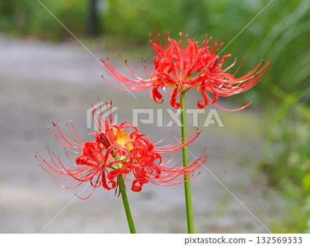 red spider lily 132569333