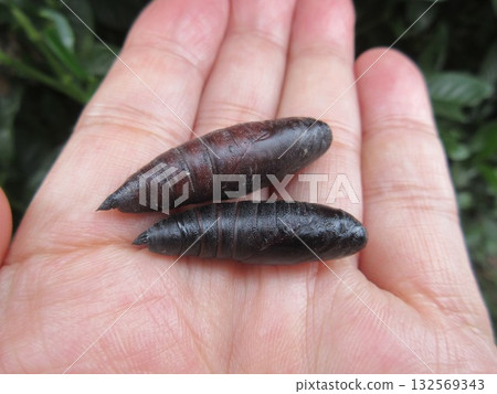 A pupa of a giant hawk moth placed on the palm of one's hand 132569343