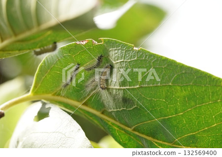 Caterpillar on a persimmon tree Caterpillar on a persimmon tree 132569400