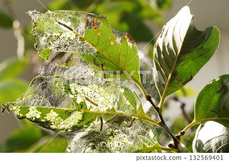 Caterpillar on a persimmon tree Caterpillar on a persimmon tree 132569401