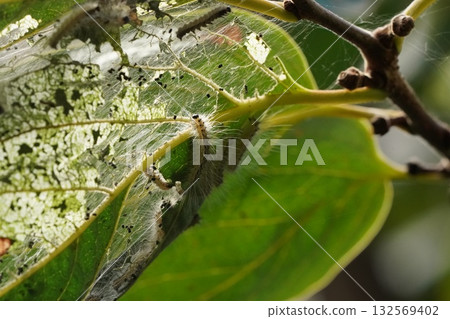 Caterpillar on a persimmon tree 132569402