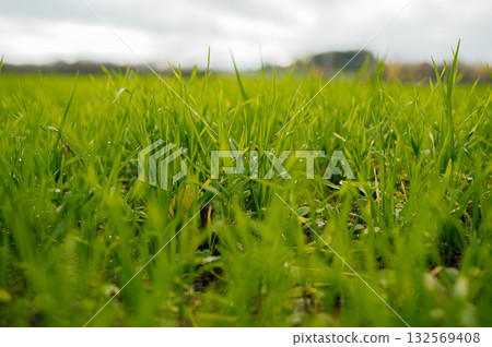 Fresh green grass with morning dew 132569408