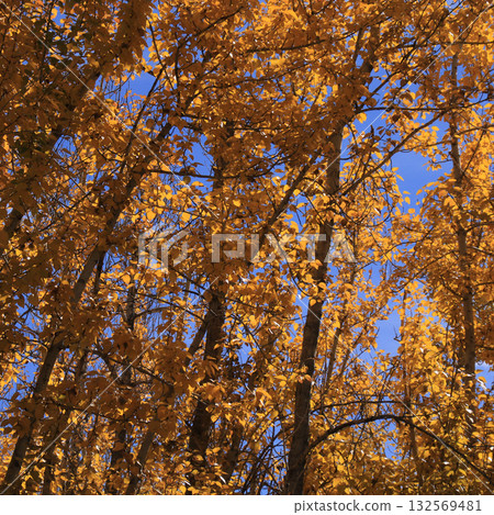 Detail of a autumn forest in Leh, India. Detail of a autumn forest in Leh, India. 132569481