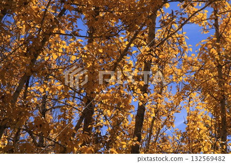 Detail of a colorful autumn forest in Leh, India. 132569482
