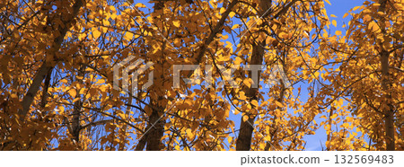 Sun lit golden leaves in Leh, India, nature header.. Sun lit golden leaves in Leh, India, nature header.. 132569483